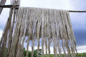 dorado mojado crudo yute fibra colgando debajo el luz de sol para el secado en Bangladesh foto