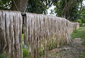 Golden wet raw jute fiber hanging under the sunlight for drying in Bangladesh photo