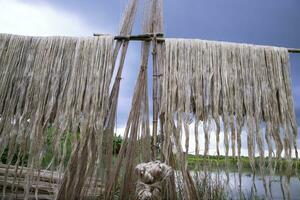 Golden wet raw jute fiber hanging under the sunlight for drying in Bangladesh photo