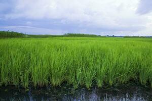 verde arroz agricultura campo paisaje ver con azul cielo en el campo de Bangladesh foto