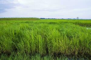 Green  rice agriculture field Landscape view with blue sky in the Countryside of Bangladesh photo