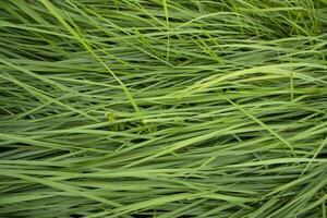 Close-up Green long grass pattern texture can be used as a natural background wallpaper photo