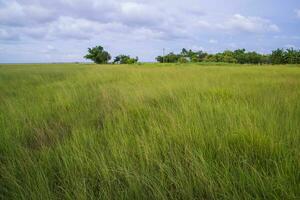 Natural Landscape view of green grass field with blue sky photo