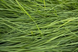 la textura del patrón de hierba larga verde de primer plano se puede utilizar como papel tapiz de fondo natural foto