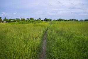 Natural Landscape view of green grass field with blue sky photo