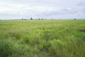 natural paisaje ver de verde césped campo con azul cielo foto