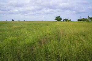 Natural Landscape view of green grass field with blue sky photo