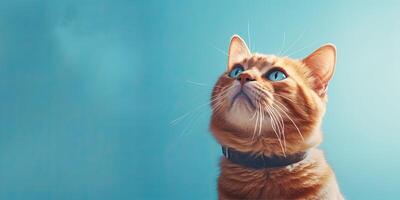 Cat portraite on minimal blue background for banners photo