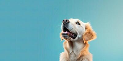 perro retrato en un mínimo azul antecedentes para pancartas ai generativo foto