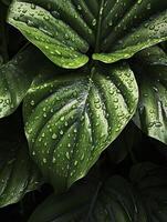 Tropical leaves with water drops on Green leaves background. Realistic leaves texture. illustration, photo