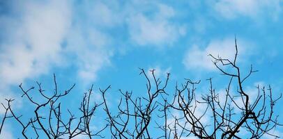 silueta de árbol ramas en contra el azul cielo con nubes antecedentes para pancartas, carteles, información gráficos, huellas dactilares diseño cubierta libros, revista páginas, publicidad materiales, anuncios foto