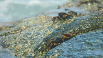 Crabs on the rock at the beach, rolling waves, close up video