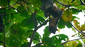 Lyle's flying foxes Pteropus lylei hangs on a tree branch video
