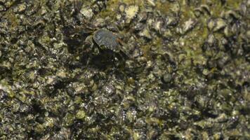 Crab on the rock at the beach, rolling waves, close up video