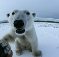 polar oso en el playa ai generado foto