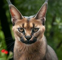 Caracal with a combination of wild cat AI Generated photo