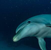 delfín nadando en el rojo mar ai generativo foto