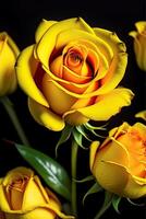 yellow rose flower on black background close-up, background, photo