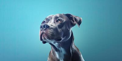 perro retrato en un mínimo azul antecedentes para pancartas ai generativo foto
