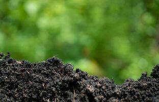 antecedentes con suelo y verde desde naturaleza. ambiental proteccion concepto, repoblación forestal, co2 reducción, reciclar. foto