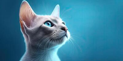 Cat portraite on minimal blue background for banners photo