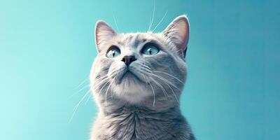 Cat portraite on minimal blue background for banners photo