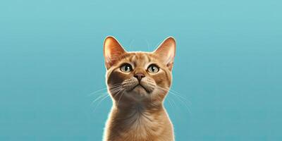 Cat portraite on minimal blue background for banners photo