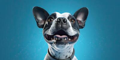 Dog portraite on a minimal blue background for banners photo