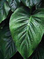 Tropical leaves with water drops on Green leaves background. Realistic leaves texture. illustration, photo