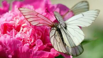aporia Crataegi nero venato bianca farfalla combaciamento su peonia fiore video