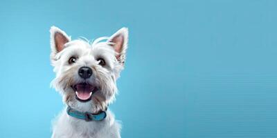 Dog portraite on minimal blue background for banners photo