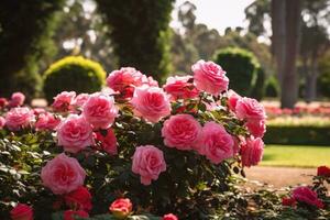 hermosa monitor de un Rosa jardín foto