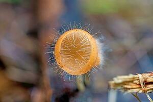 cocina tricoloma mont. kuntze en el bosque foto