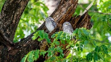 Spotted Owlet on tree in the garden photo