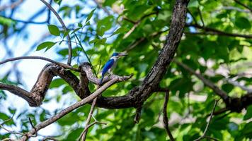 Collared Kingfisher perched on tree photo