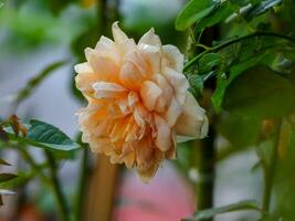 flor rosa que florece en el jardín foto