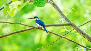 Collared Kingfisher perched on tree photo