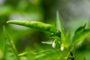 Chilli peppers blooming in the garden photo