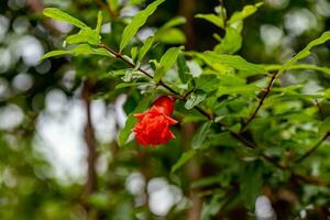 pomegranate on the tree in the garden photo