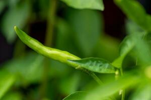 Chilli peppers blooming in the garden photo