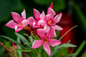 Nerium oleander L. blooming in the garden photo