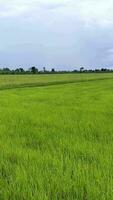 evening view of rice fields Green rice fields in the rainy season video