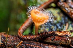 Cookeina  tricholoma Mont. Kuntze. in the forest photo