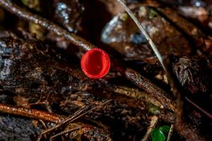 champagne mushroom, pink burn cup or fungi cup on decay wood in forest. photo