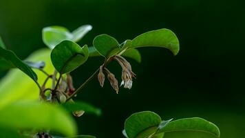 mimusops elengui floreciente en árbol foto