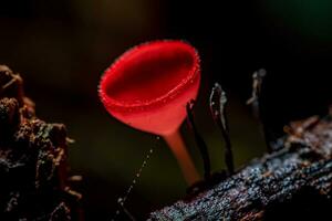 champagne mushroom, pink burn cup or fungi cup on decay wood in forest. photo