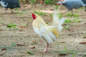 gallito estar en el campo foto