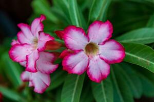 adenium o Desierto Rosa flores floreciente en el jardín foto