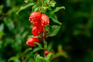 pomegranate on the tree in the garden photo