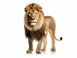 A Lion isolated on white photo